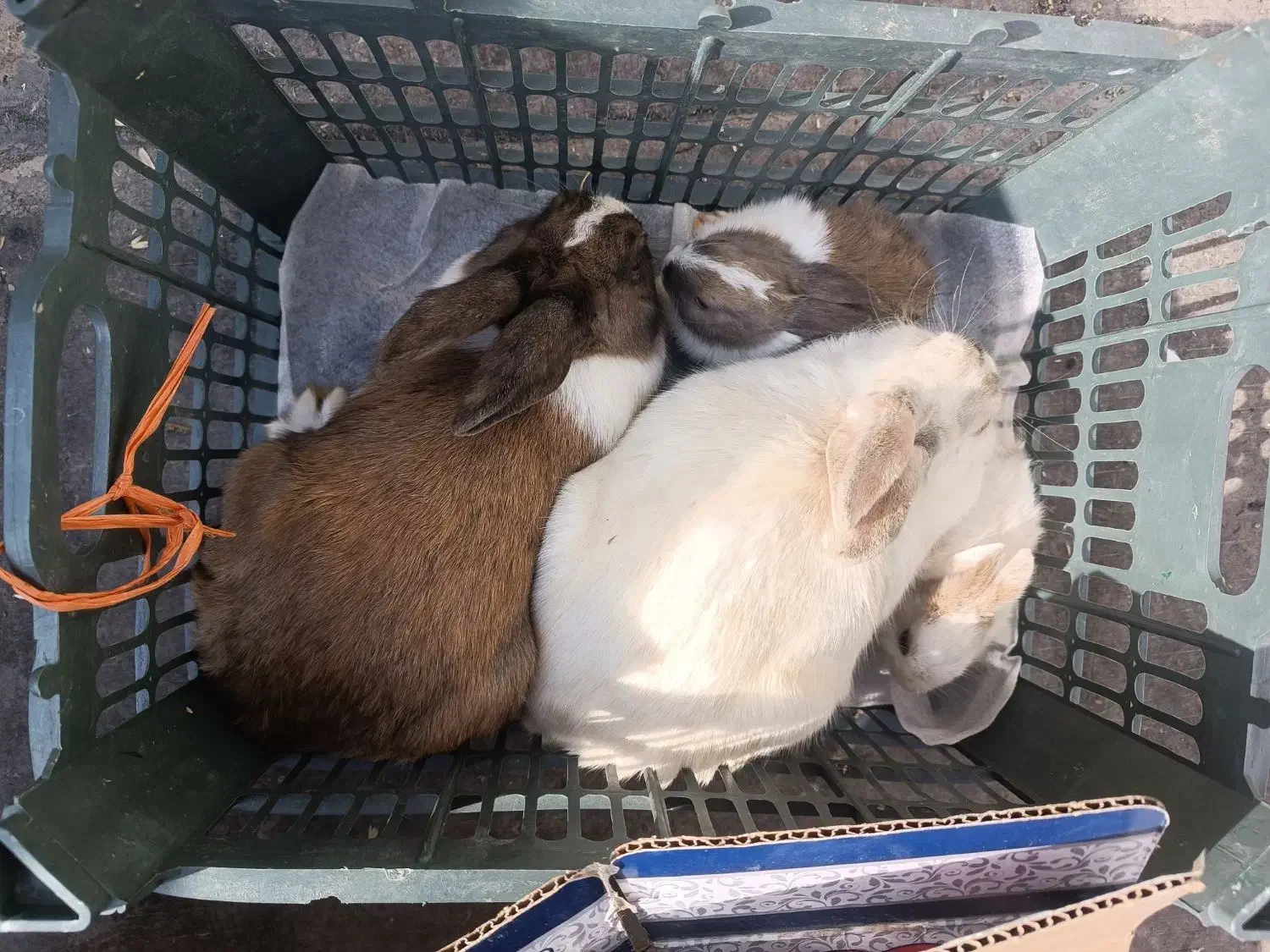 چهار تا خرگوش قیمت 200تومن|موش و خرگوش|اشنویه, |دیوار