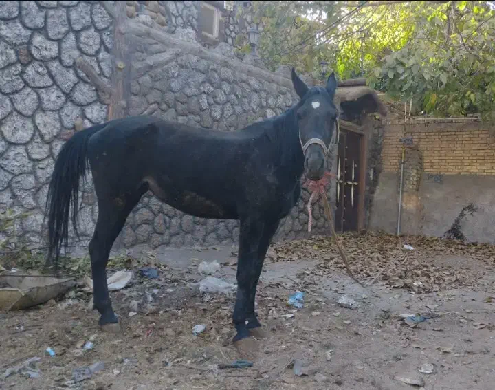 مادیون مشکی|اسب و تجهیزات اسب‌سواری|مهریز, |دیوار