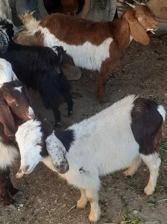 بزغاله|حیوانات مزرعه|نیشابور, ریوند|دیوار