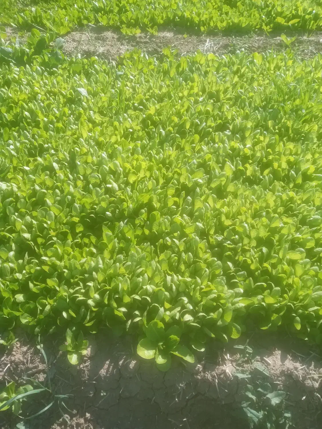 کاهو روغنی|خوردنی و آشامیدنی|خان ببین, |دیوار