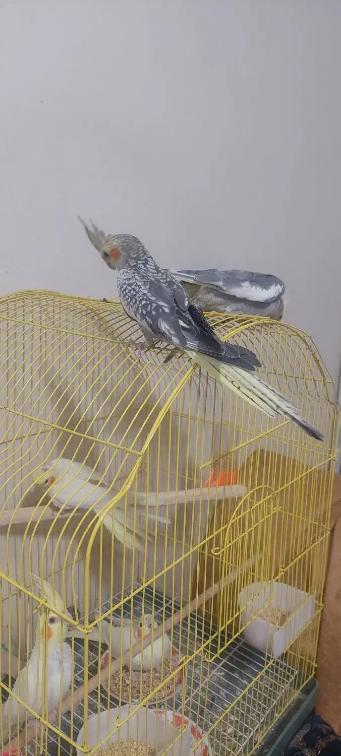 جوجه عروس هلندی دونخور دوماهه|پرنده|اصفهان, شاهد|دیوار