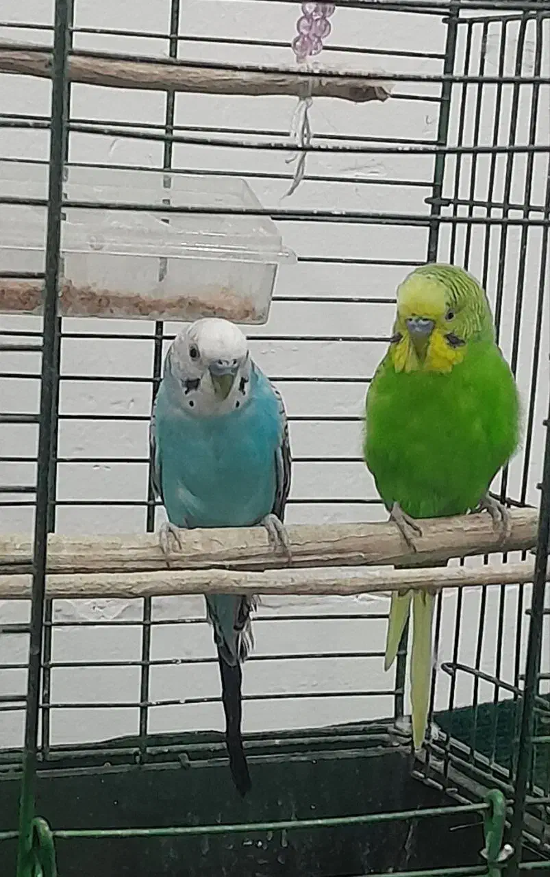 مرغ عشق|پرنده|پاوه, |دیوار