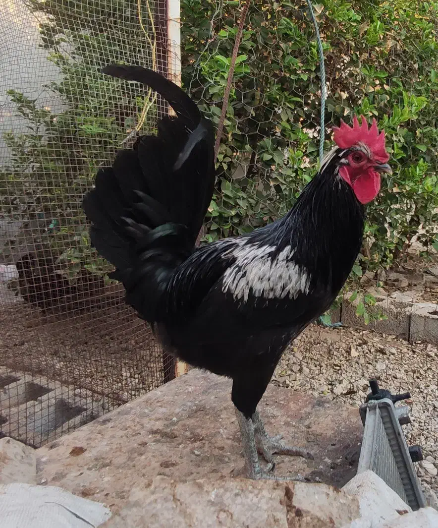 مرغ و خروس محلی ، کوشین و یک جفت لهستانی|حیوانات مزرعه|خورموج, |دیوار