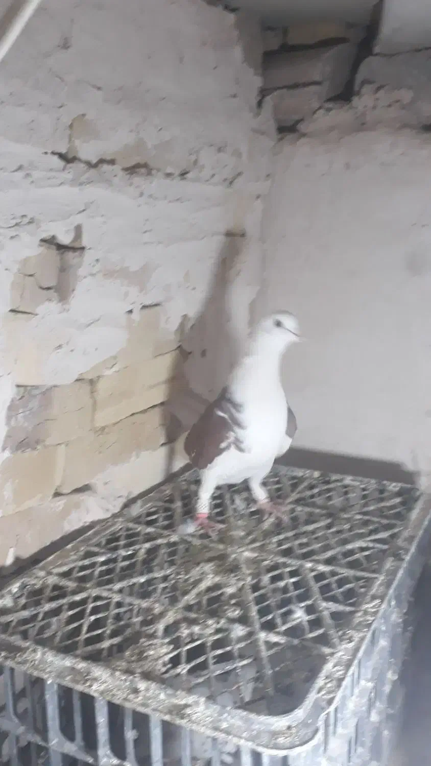 عشق|حیوانات|اسفرورین, |دیوار