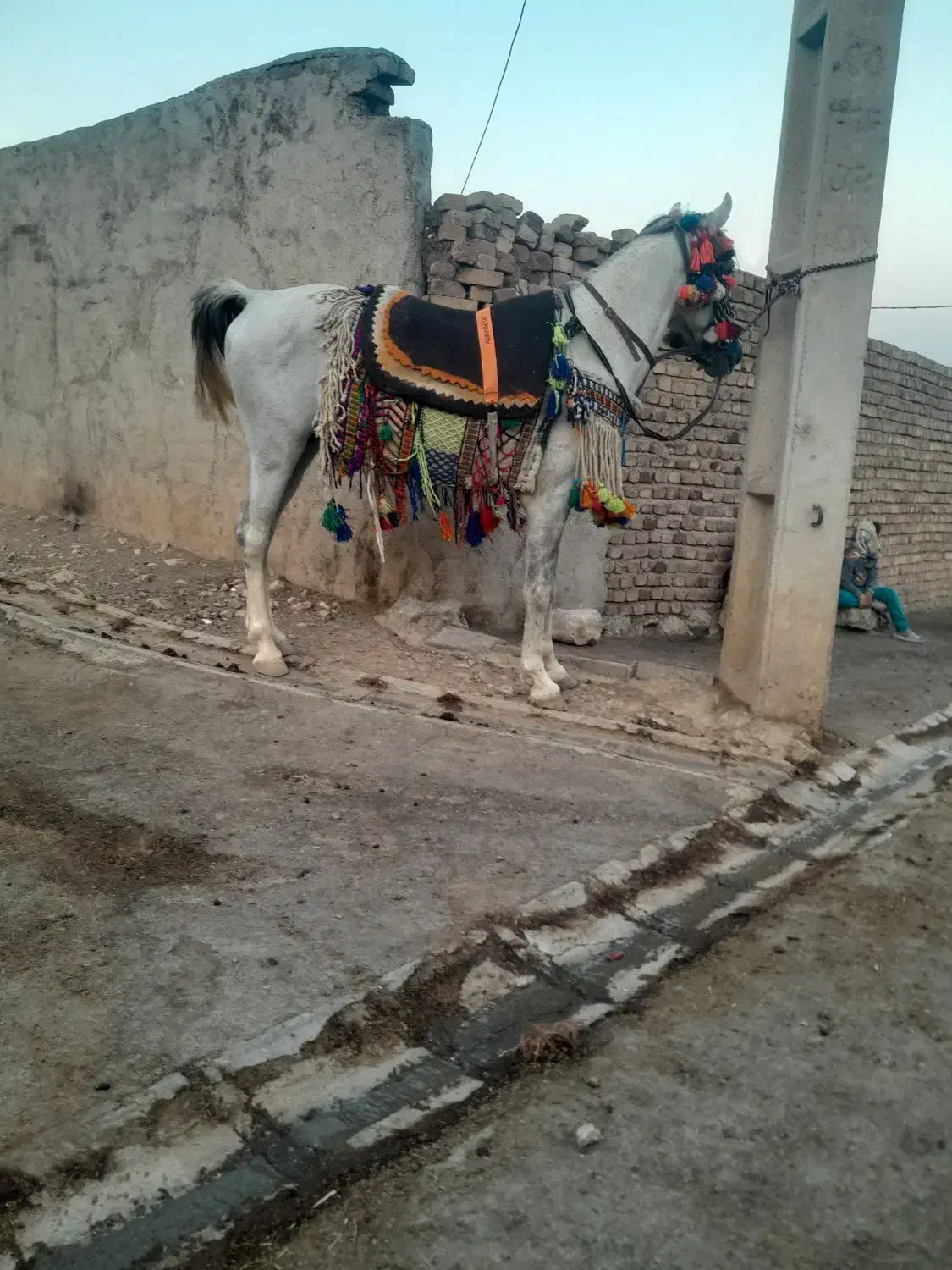 سلام مادیان سواری ۴ساله درجه یک سالم|اسب و تجهیزات اسبسواری|کرمانشاه, |دیوار