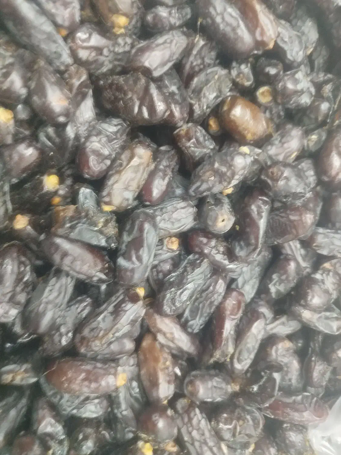 خرما تازه  از نخلستان های بلوچستان ارسال به تهران|خوردنی و آشامیدنی|تهران, گلستان (شهرک راه آهن)|دیوار