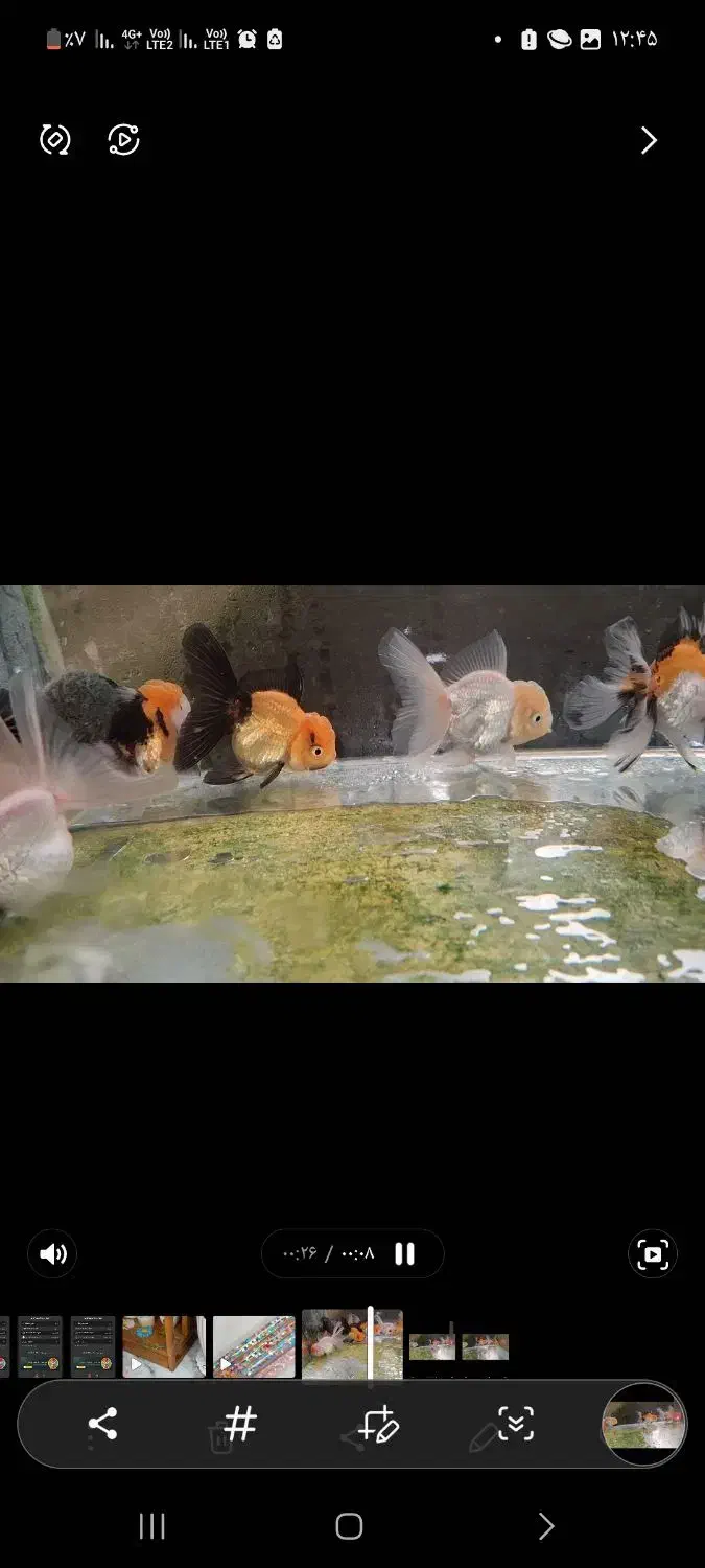 ماهی عروسکی|ماهی|تهران, نیروی هوایی (پیروزی)|دیوار