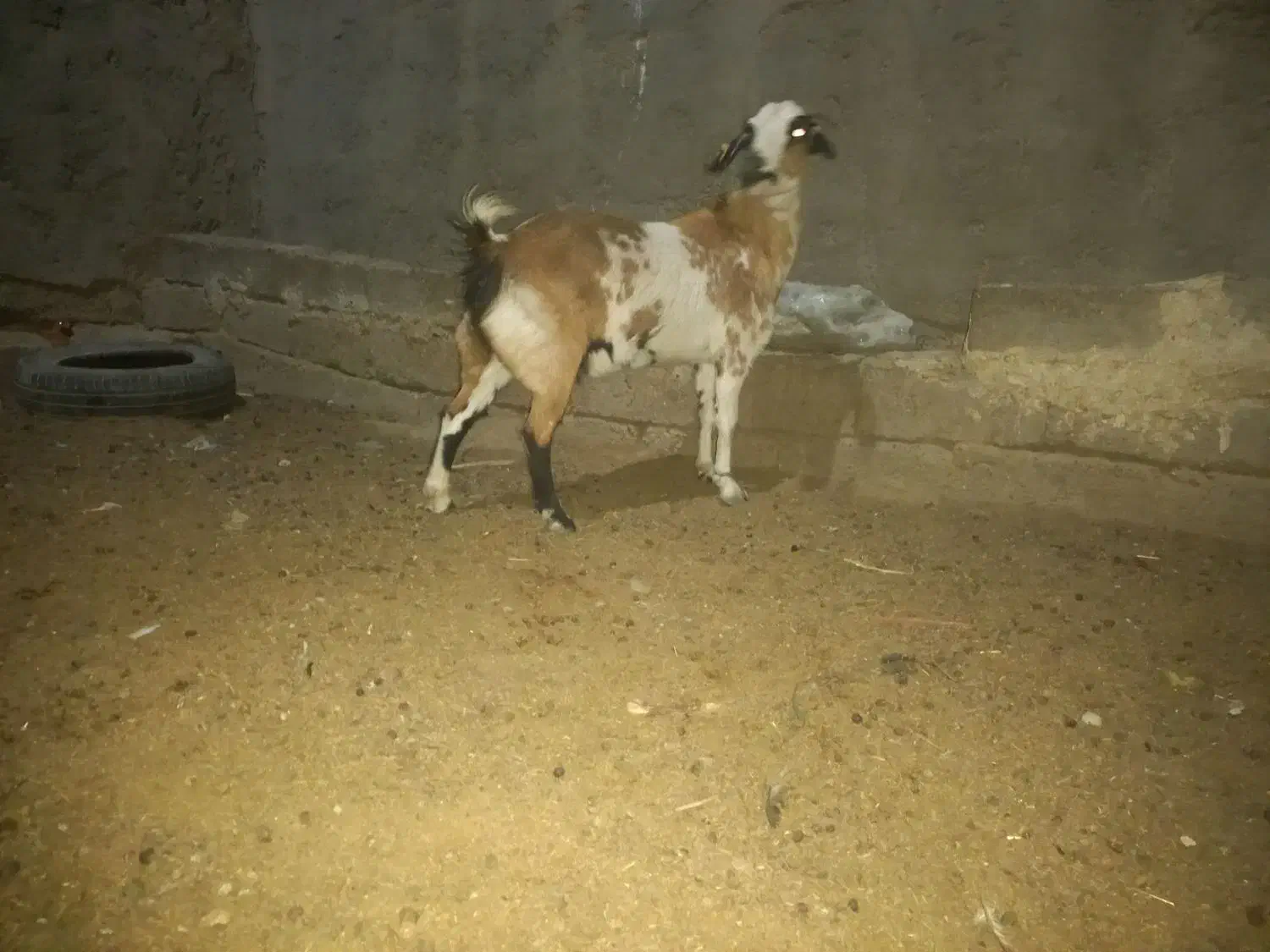 بز مری|حیوانات مزرعه|زابل, |دیوار