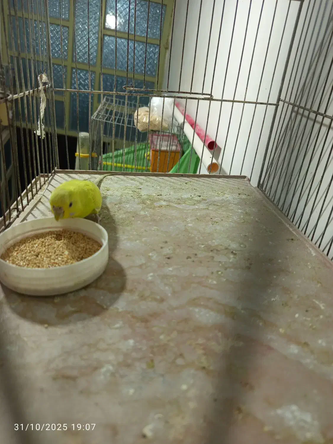 مرغ عشق|پرنده|فیروزآباد (فارس), |دیوار