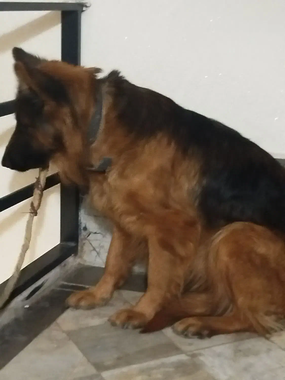 سگ ژرمن ماده|سگ|فردیس, فردیس|دیوار