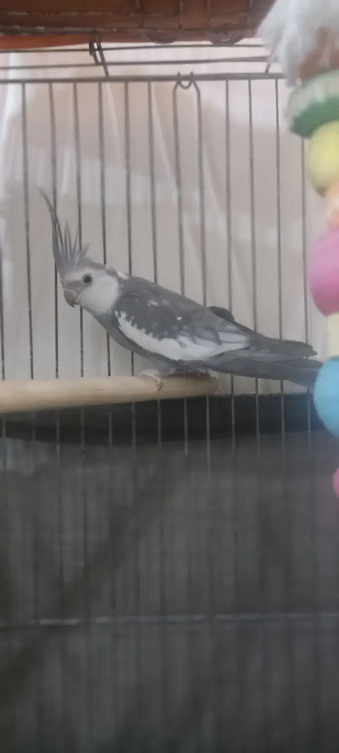 پرنده|پرنده|قشم, |دیوار