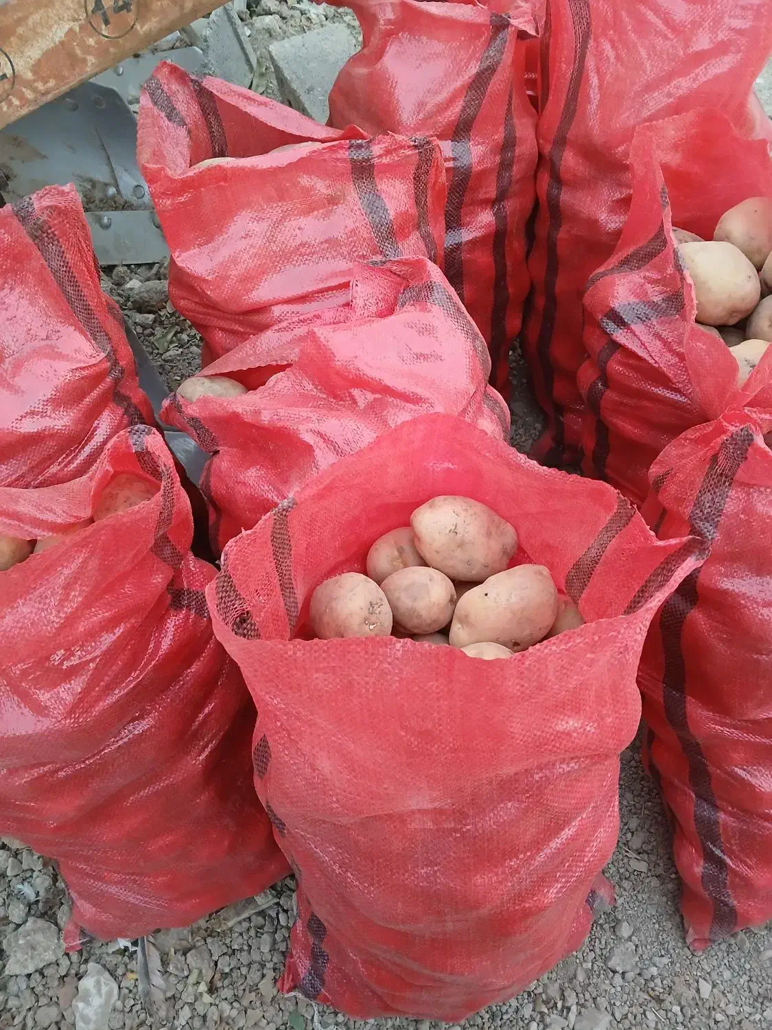 سیب زمینی|عمده‌فروشی|فارسان, |دیوار