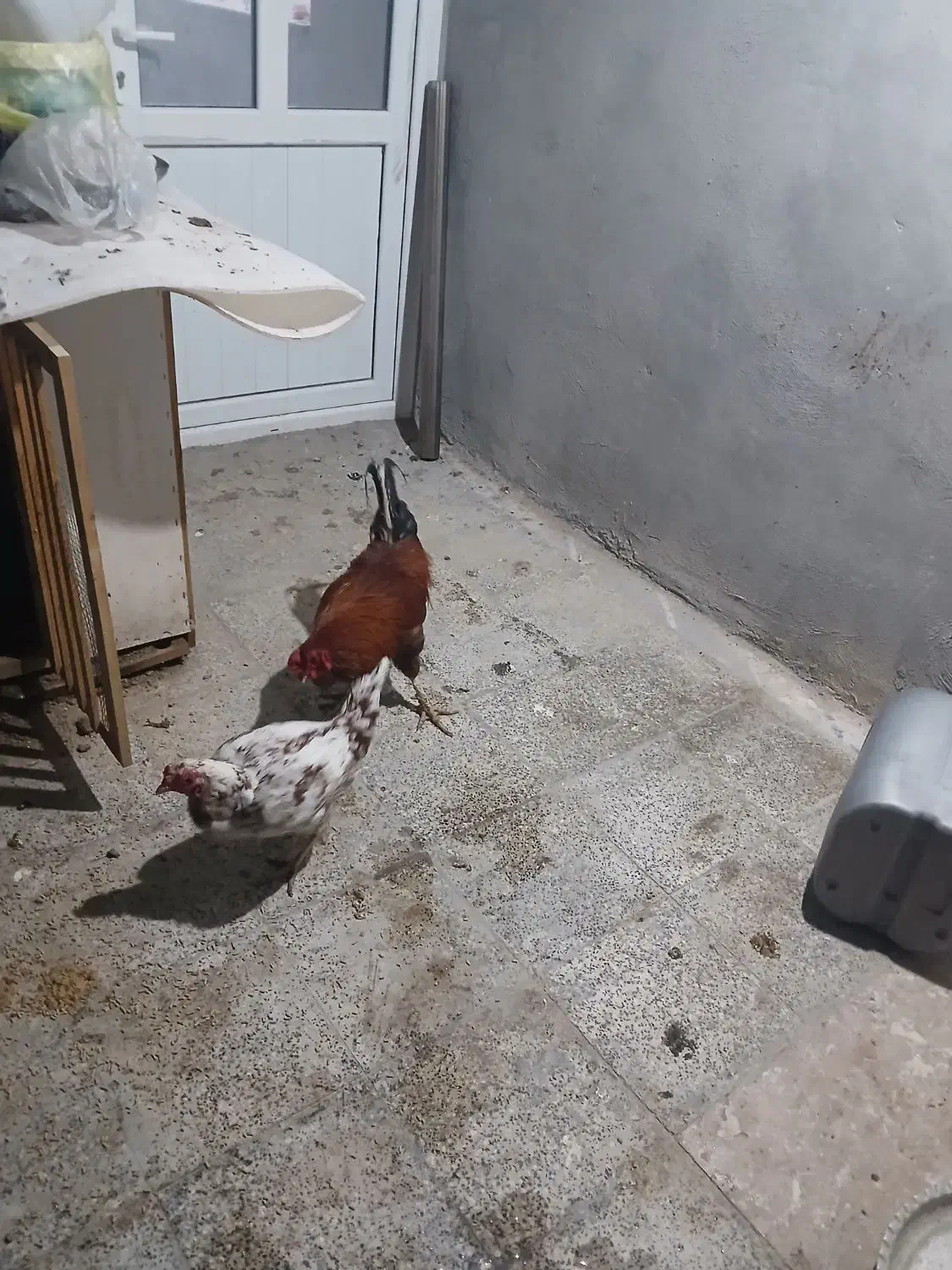 مرغ لاری|حیوانات مزرعه|مریوان, |دیوار