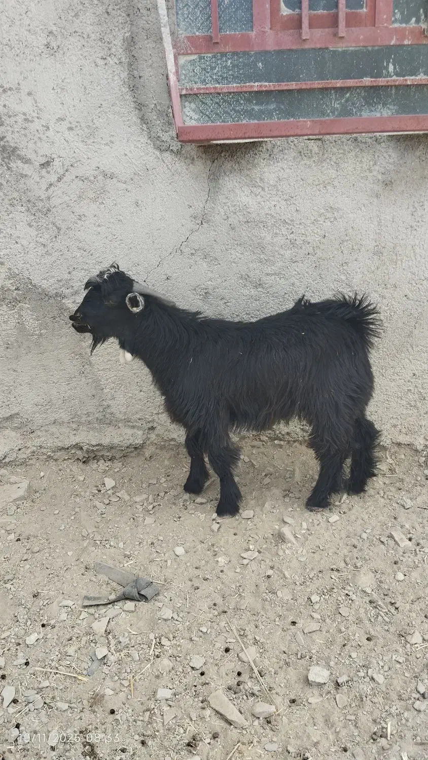 تروشت کوه|حیوانات مزرعه|نسکند, |دیوار