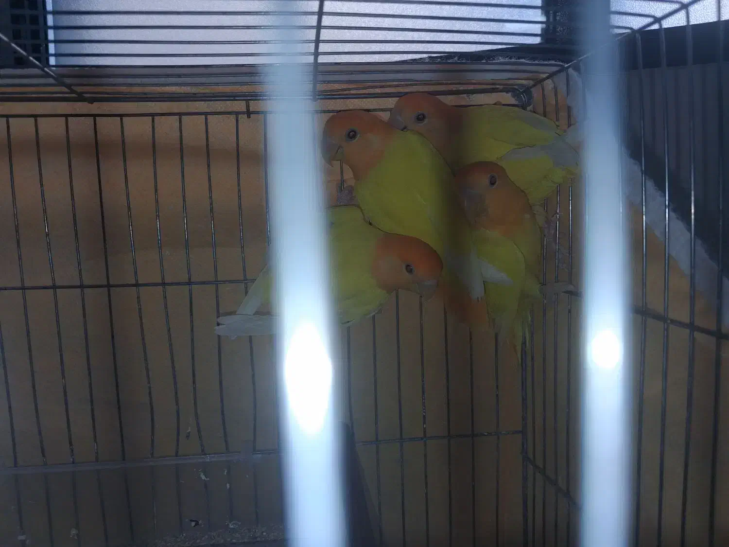 طوطی کوتوله برزیلی.نژاد اوپال کله نارنجی|پرنده|اصفهان, آبشار|دیوار