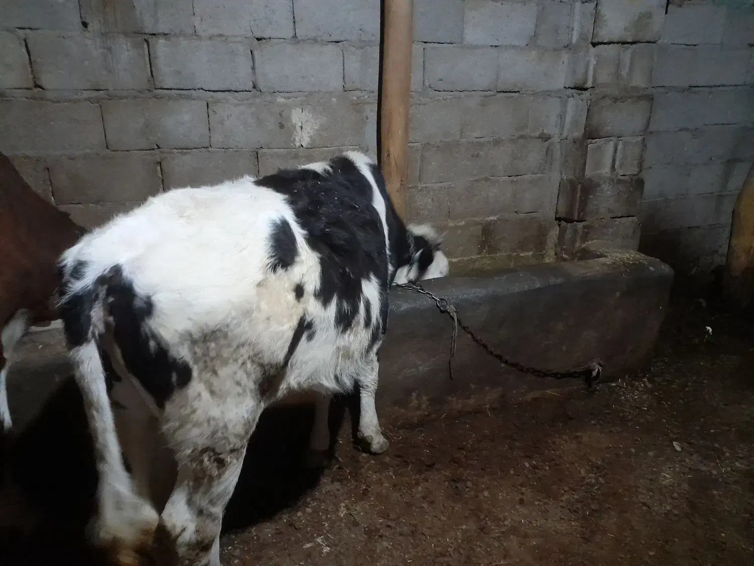 گوساله ماده|حیوانات مزرعه|هریس, |دیوار