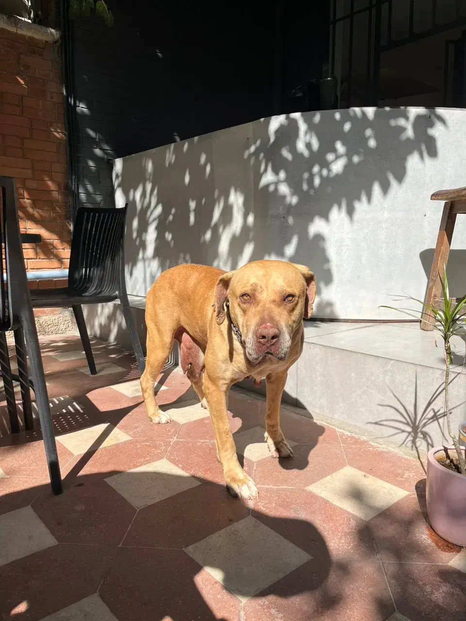 سگ پیتبول معاوضه|سگ|شیراز, زرگری|دیوار