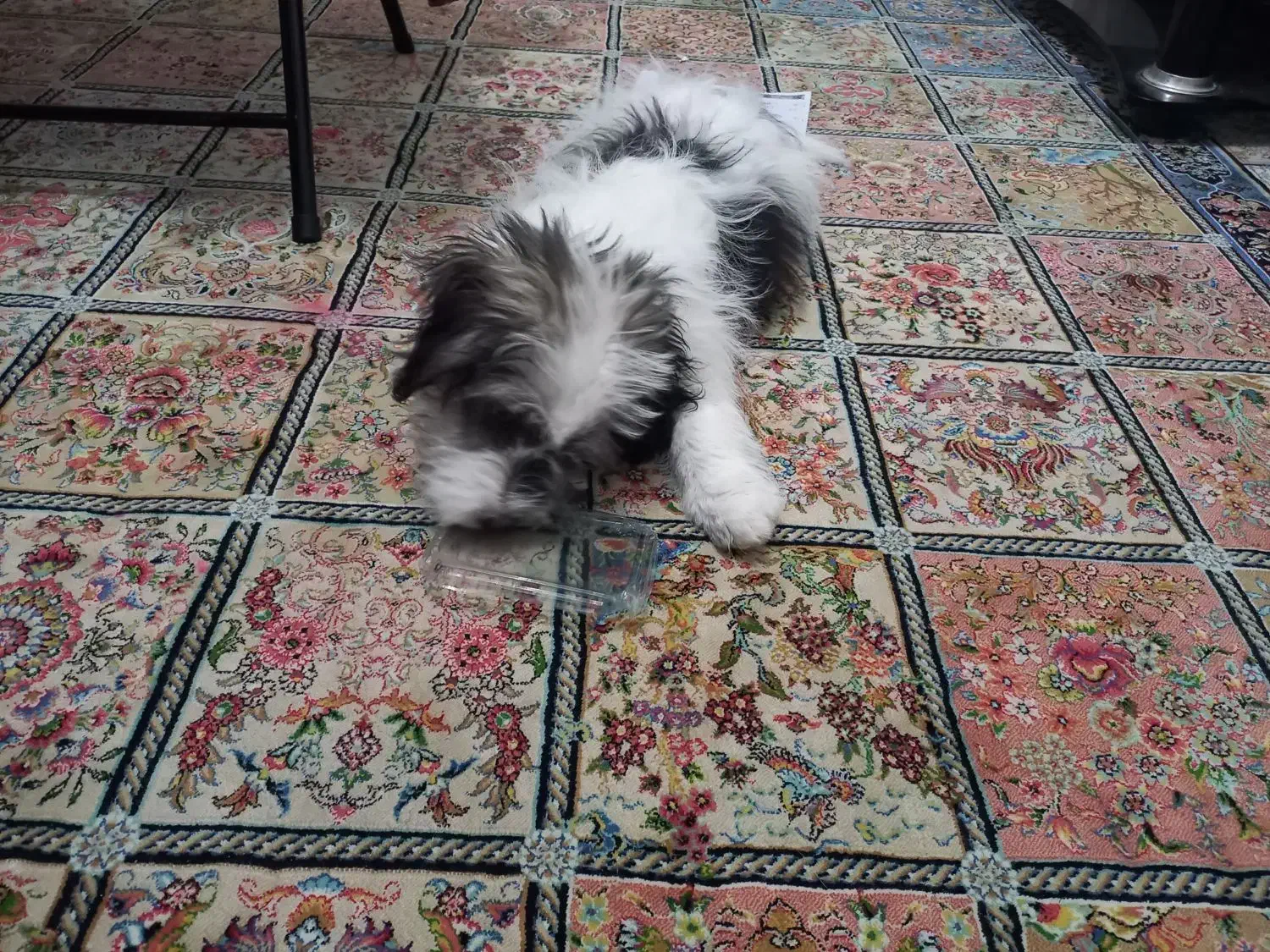 واگذاری شیتزو ۵ ماهه آموزش دیده با وسایل|سگ|بندرعباس, |دیوار