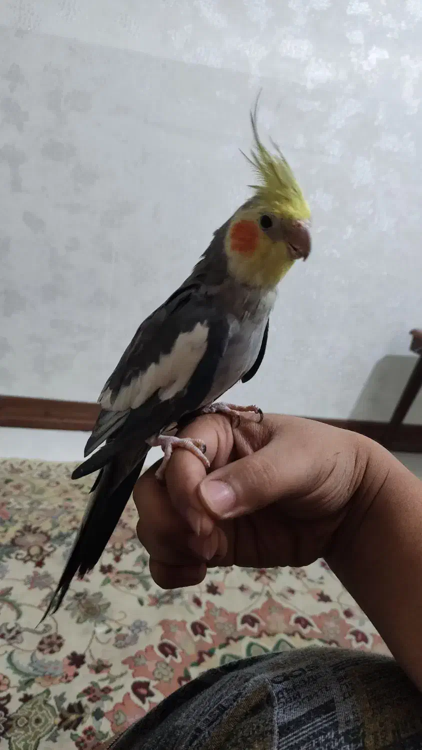 عروس هلندی نر|پرنده|اهواز, کوی بشارت|دیوار