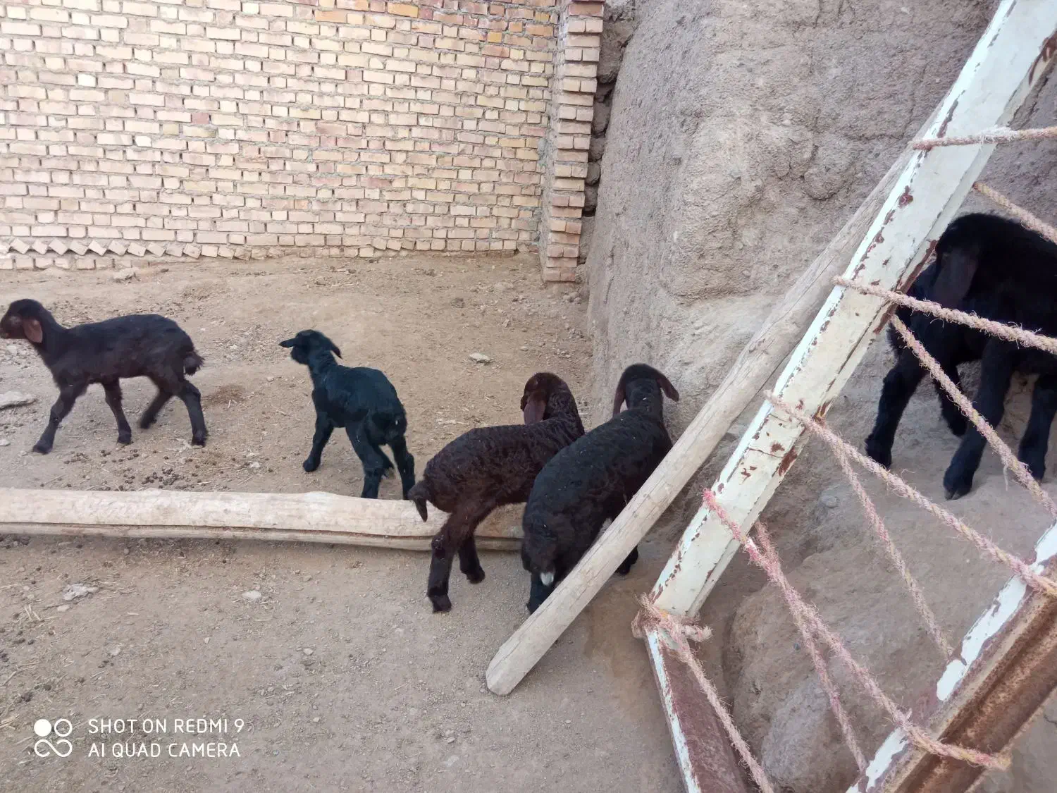 میش بردار|حیوانات مزرعه|طاغنکوه, |دیوار