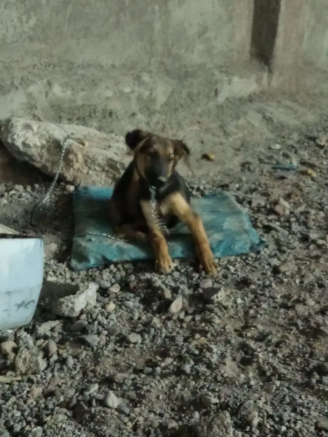 کچ ژرمن|سگ|بم, |دیوار