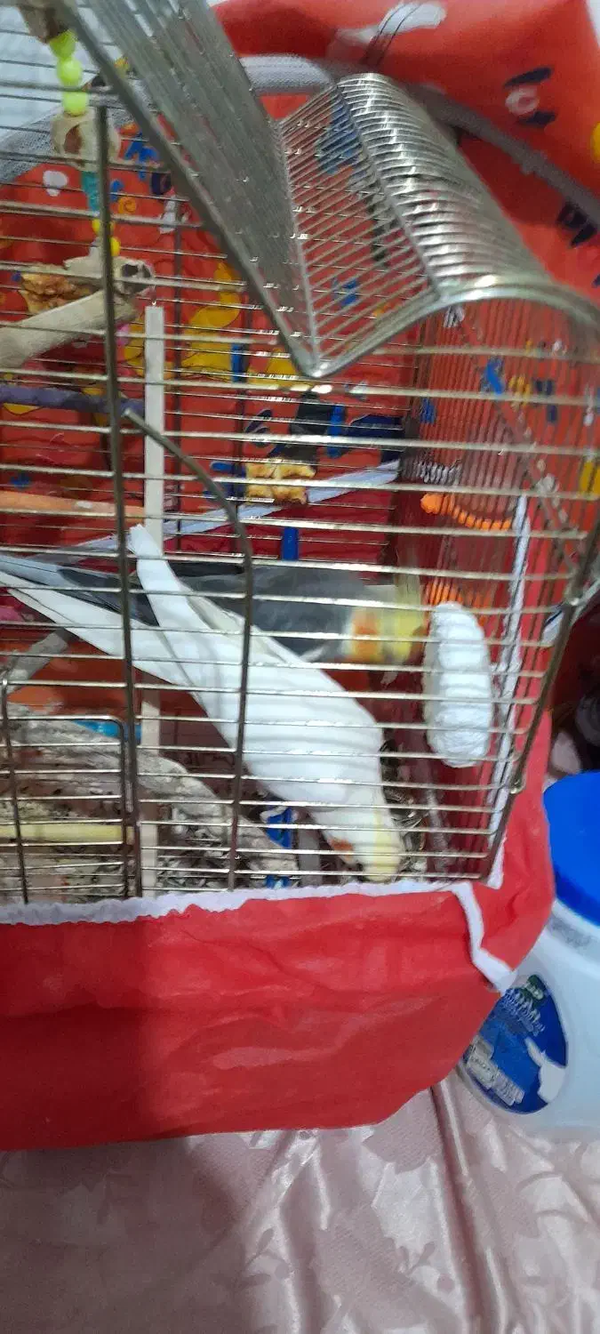 عروس هلندی|پرنده|شوشتر, |دیوار