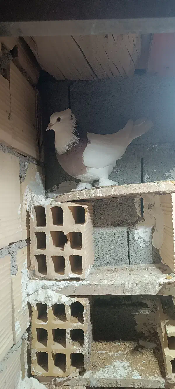 طوقی وسینه|پرنده|زیرکوه, |دیوار