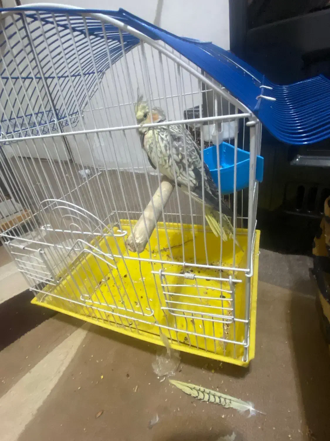 دو جفت هلندی مولد|پرنده|هشتگرد, فاز ۷ مهستان|دیوار