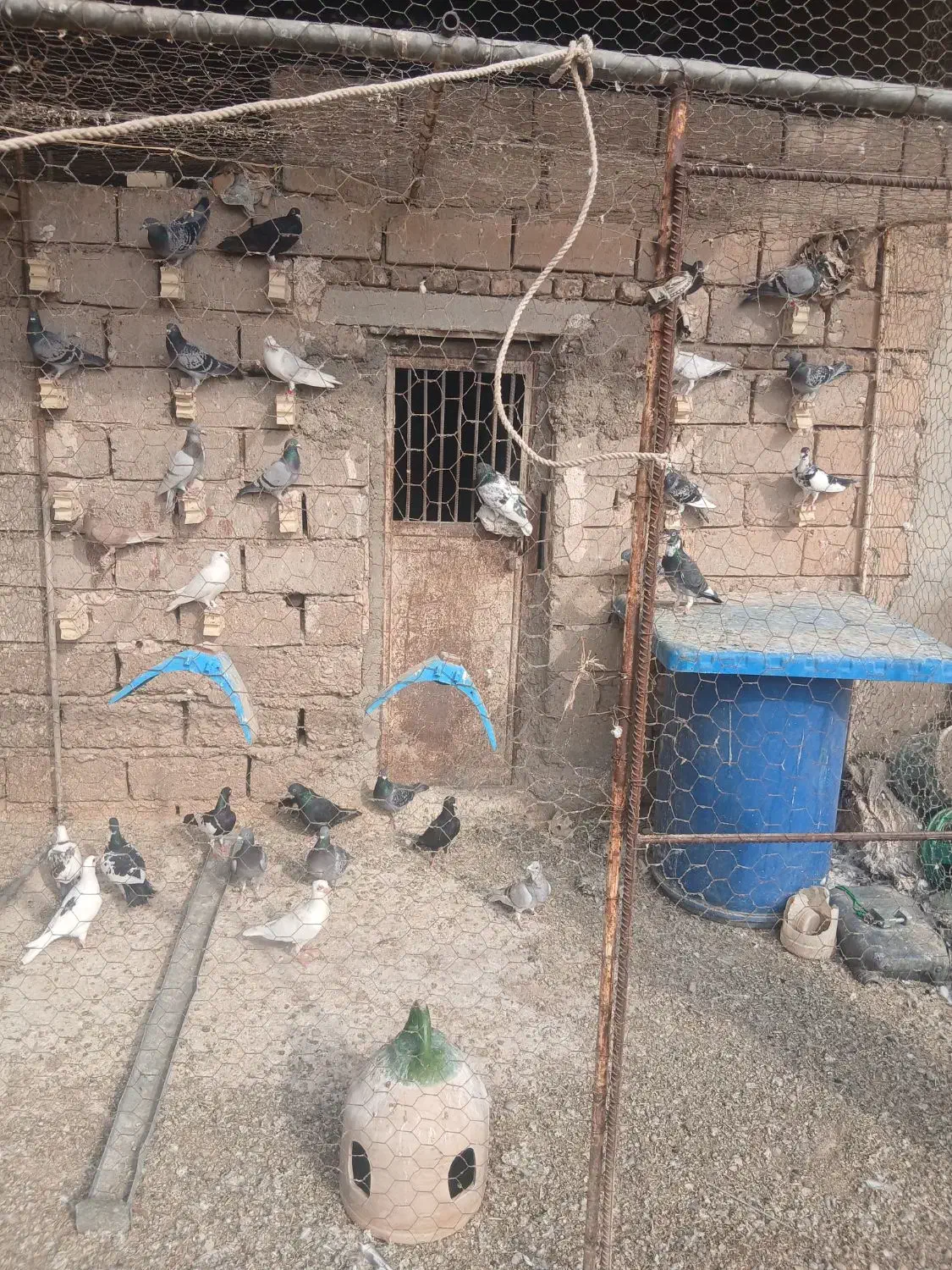 کبوتر|پرنده|شوشتر, |دیوار