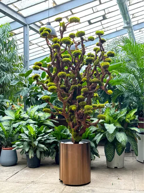 نیروی تولید گیفت های خزه ای|استخدام صنعتی، فنی، مهندسی|تهران, جماران (نیاوران)|دیوار