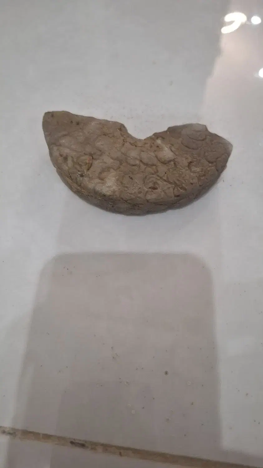 فسیل جانوری|کلکسیون اشیاء عتیقه|تهران, سید خندان (جلفا)|دیوار