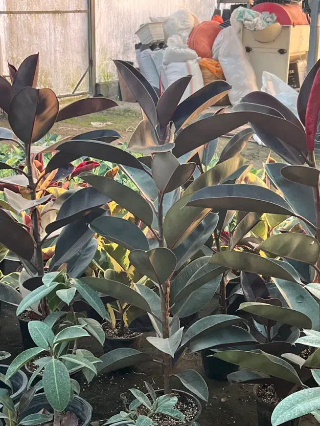 تولید و فروش و ارسال گل وگیاه آپارتمانی|گل و گیاه طبیعی|آمل, |دیوار