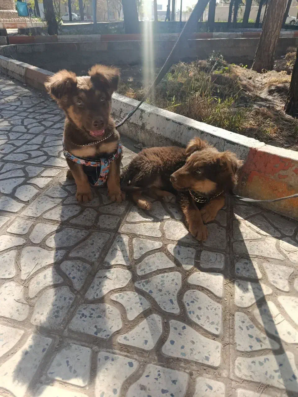 واگذاری سگ ژرمن لیور|سگ|سیرجان, |دیوار