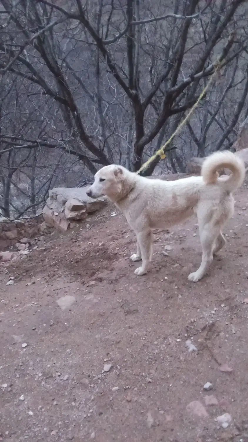 سگ کله|سگ|بجنورد, |دیوار