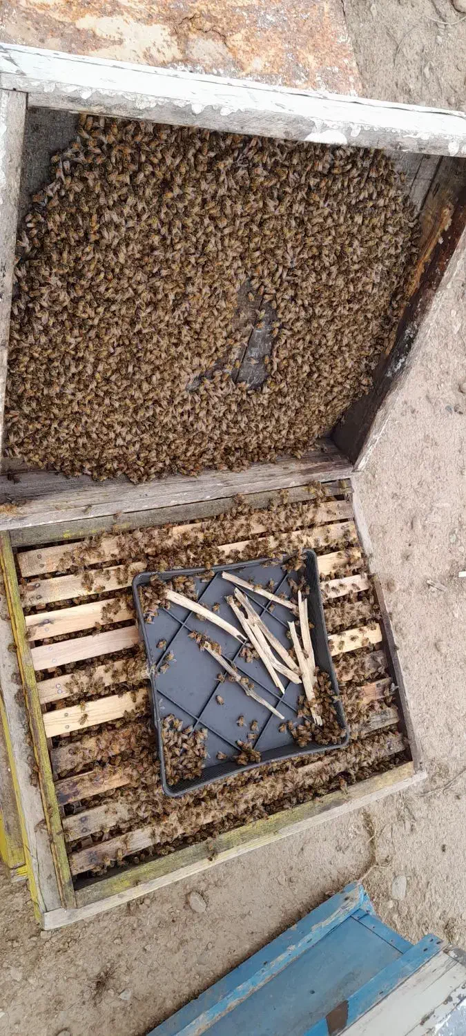 حرفه ای زنبوردار شو|خدمات آموزشی|بهبهان, |دیوار