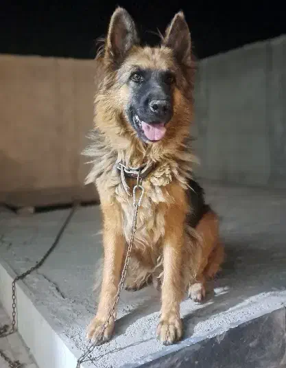 سگ ژرمن|سگ|مشکین‌دشت, |دیوار