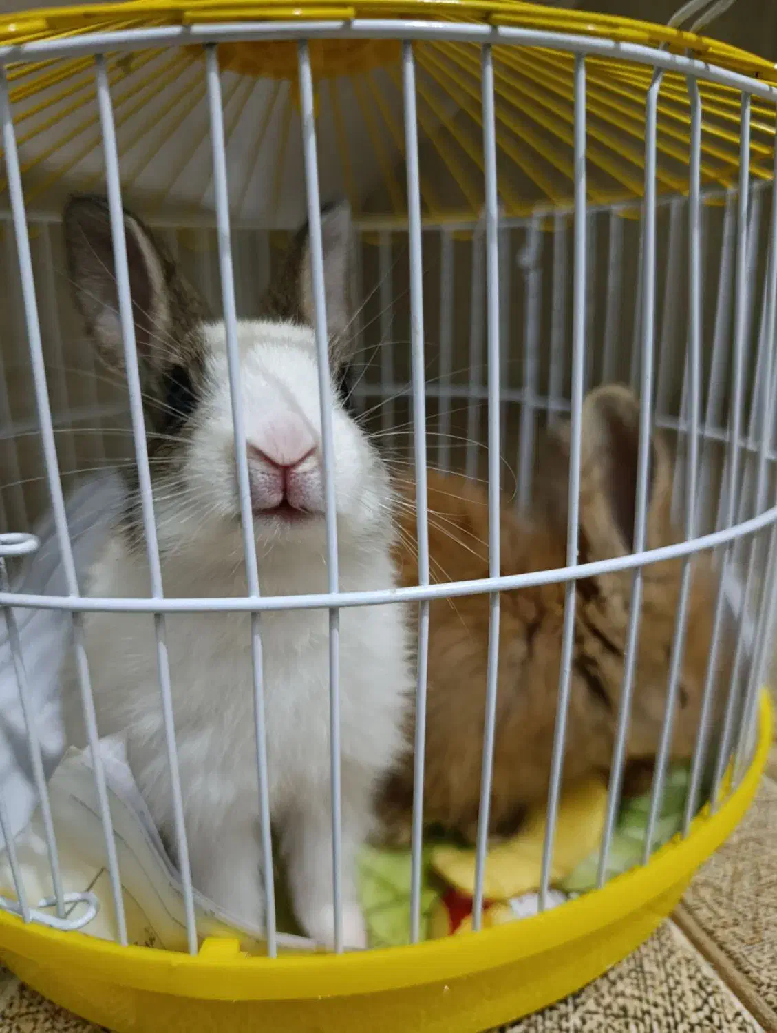 خرگوش لپی|موش و خرگوش|ارومیه, |دیوار