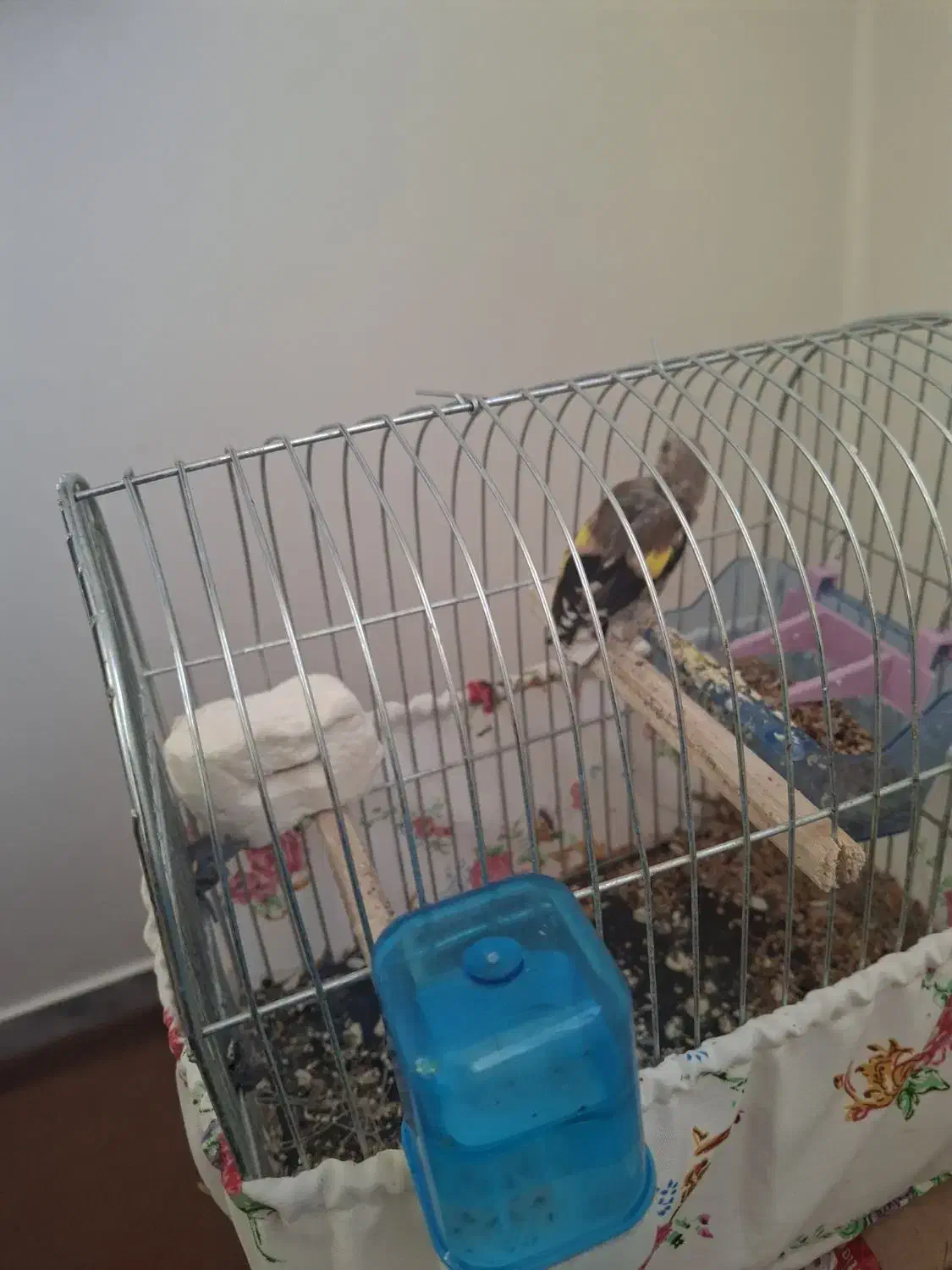 جوجه سهره|پرنده|فرخ‌شهر, |دیوار