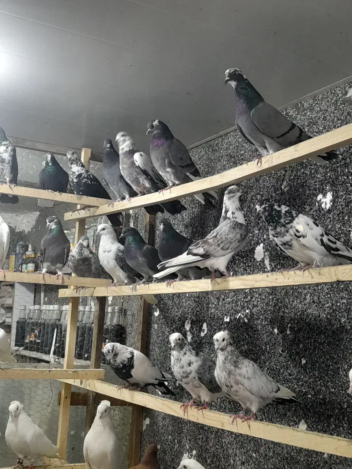 کبوتریکجایی|پرنده|قائم‌شهر, |دیوار