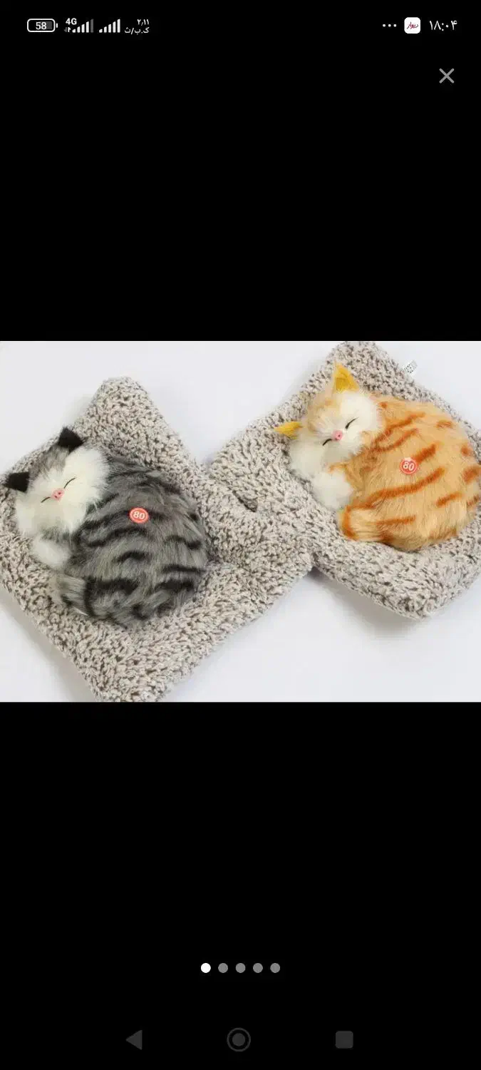 گربه موزیکال|گربه|زنجان, |دیوار