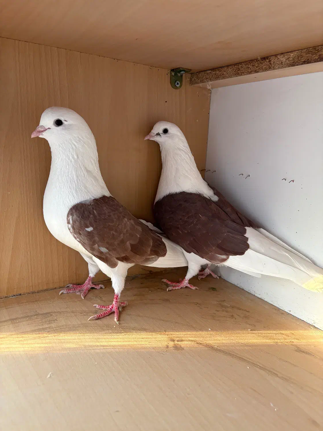 کبوتر کفتر|پرنده|هشتگرد, شهرک راه آهن|دیوار