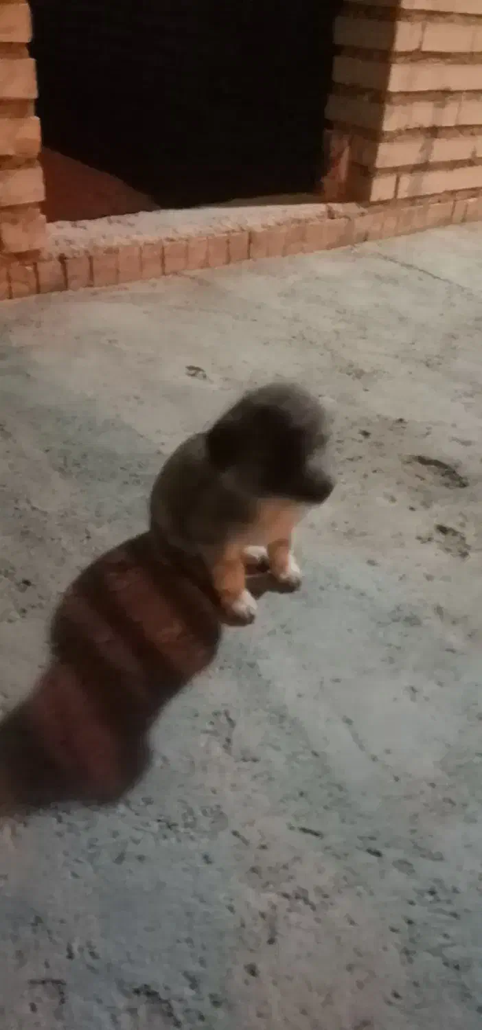 توله ماده سراب معاوضه|سگ|تکاب, |دیوار