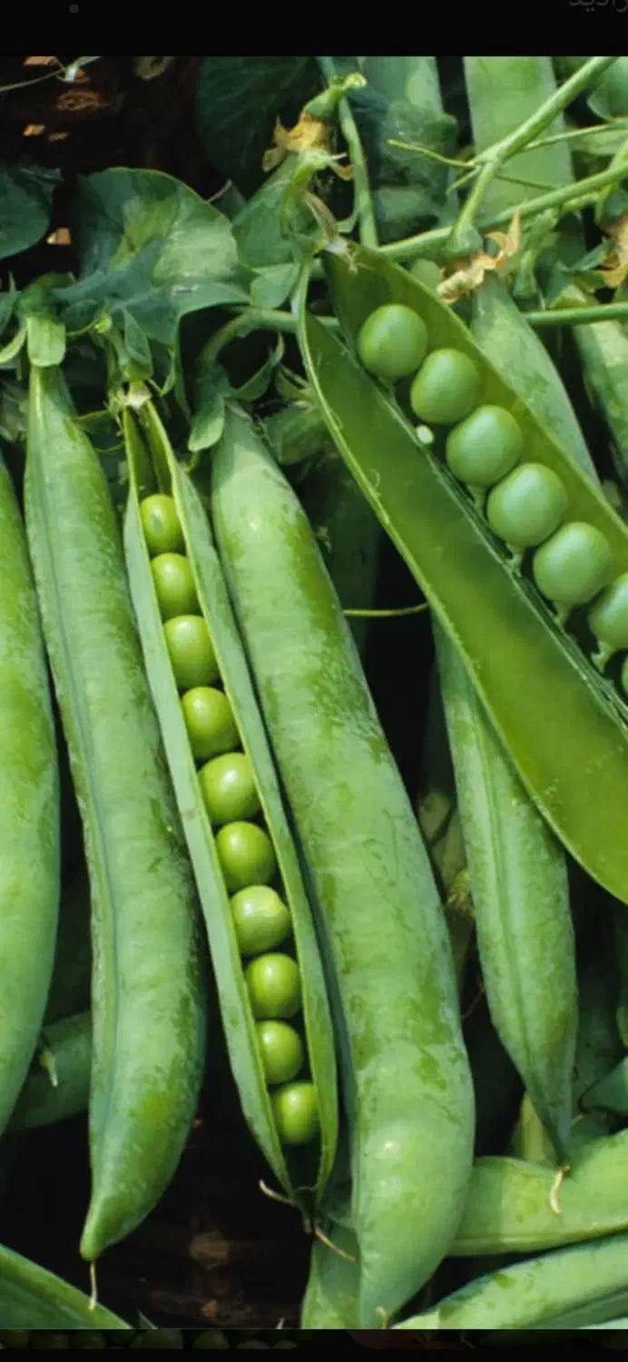 بذر نخود فرنگی|خدمات باغبانی و درختکاری|آشخانه, |دیوار