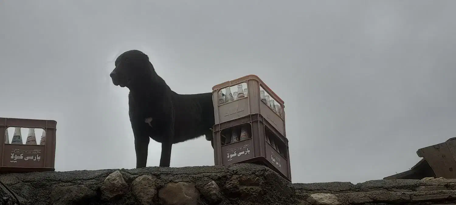 سراب|سگ|اسفراین, |دیوار