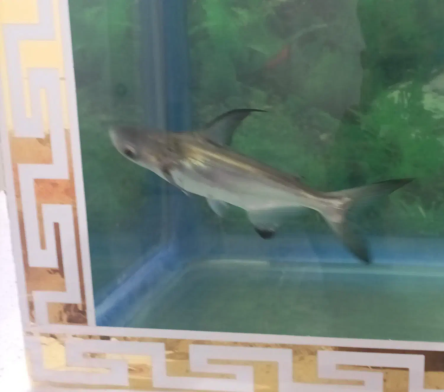 ماهی ردتیل و پهن کوسی شکاری|ماهی|تهران, هاشمی|دیوار