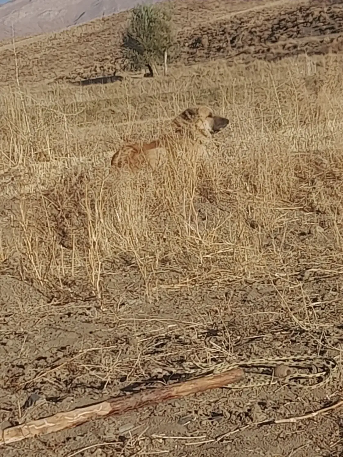 سگ گله ای|سگ|بوئین و میاندشت, |دیوار