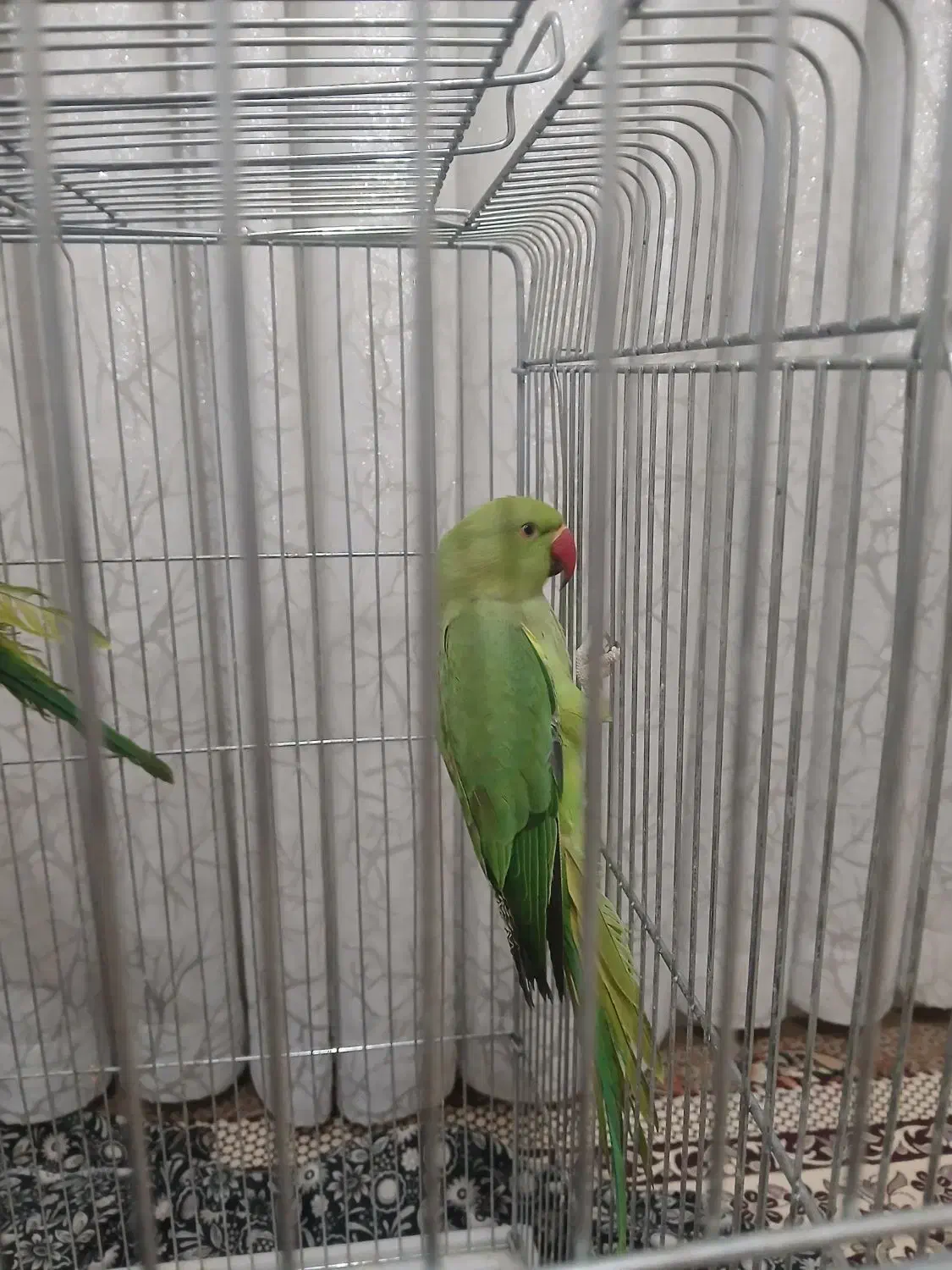 طوطی ملنگو|پرنده|همدان, |دیوار