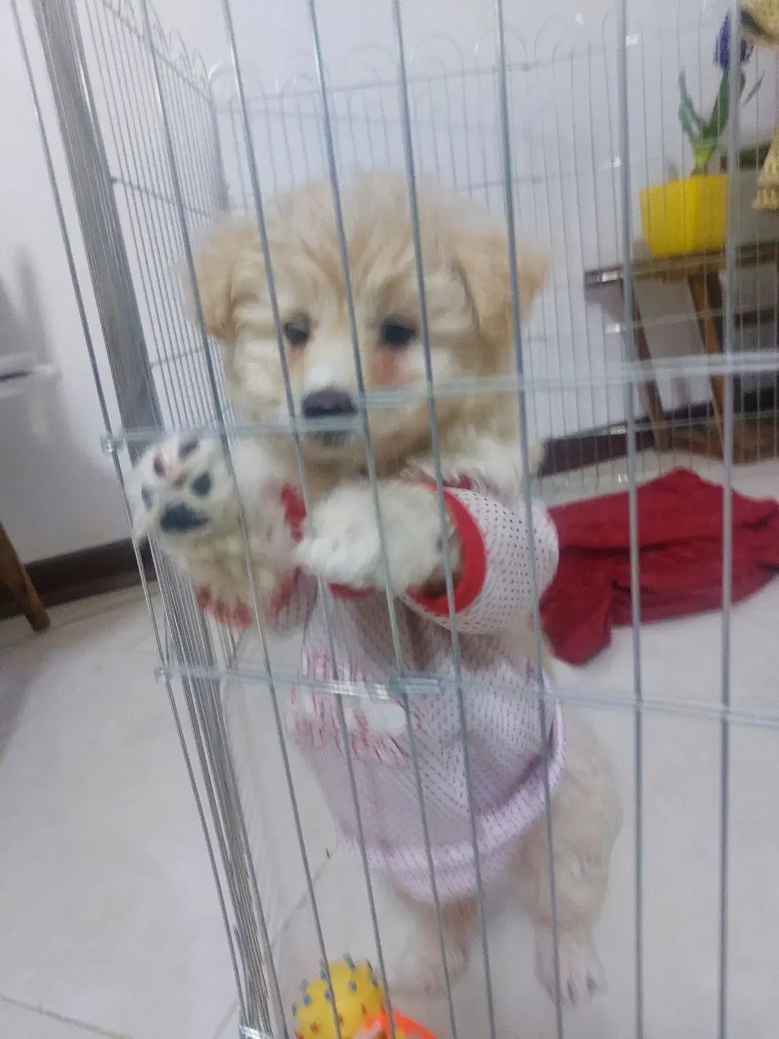 فروش بعلت نبودوقت|سگ|فردیس, شهرک شهید حسینی|دیوار