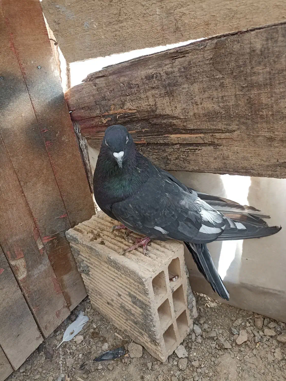 کبوتر پرشی|پرنده|زاینده رود, |دیوار