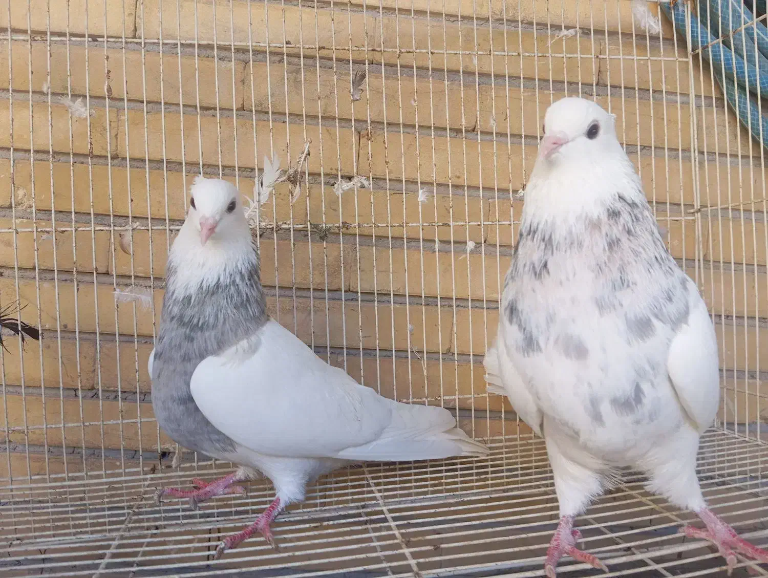 طوقی|پرنده|خورموج, |دیوار